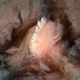 Illustration for article titled Just Discovered: A Leech With Giant Teeth That Lives In Your Nose